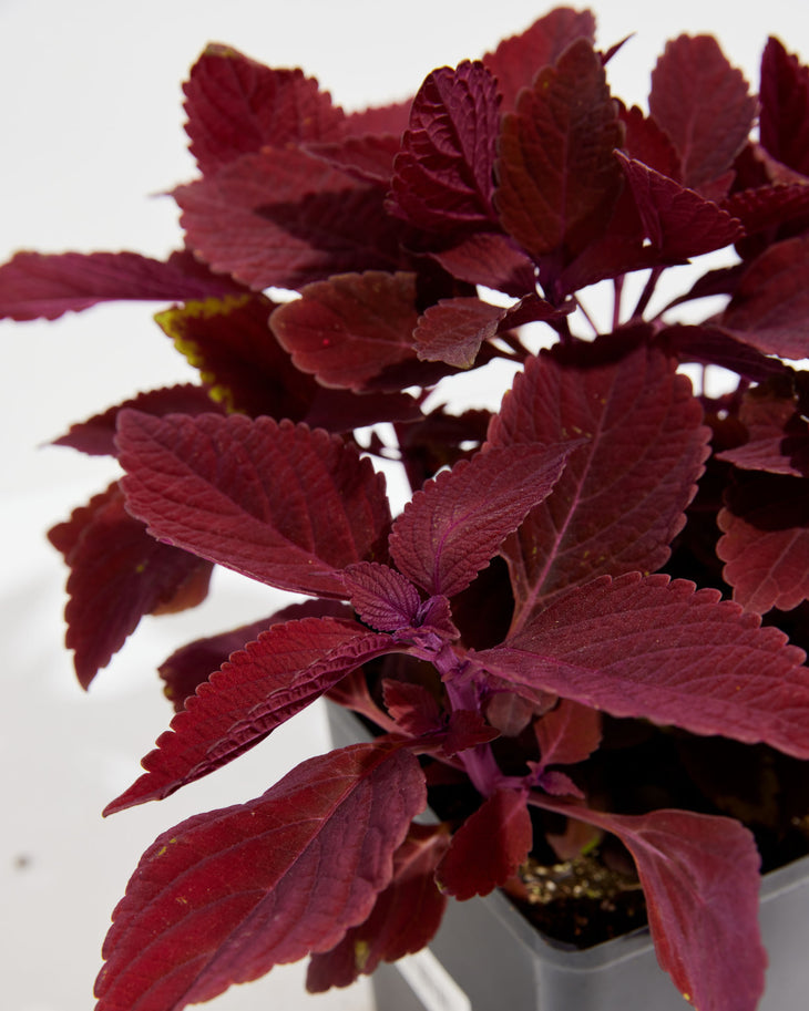 Red Rediculous Coleus, Lively Root, Plant, , , , 