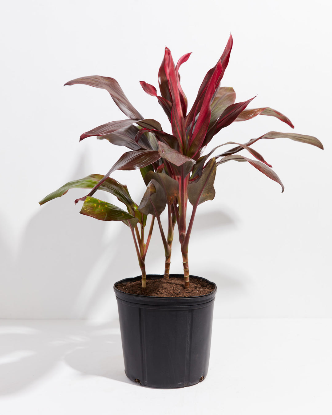 Cordyline Florida Flamingo, Lively Root, Plant, Size, Extra Large, , 