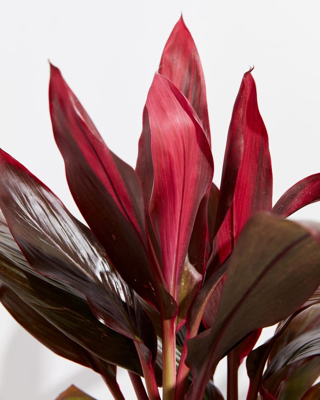 dracaena cordyline florica Cordyline Florida Flamingo | Porch Plant