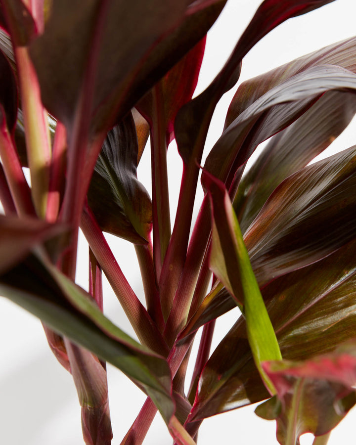 Cordyline Florida Flamingo, Lively Root, Plant, , , , 