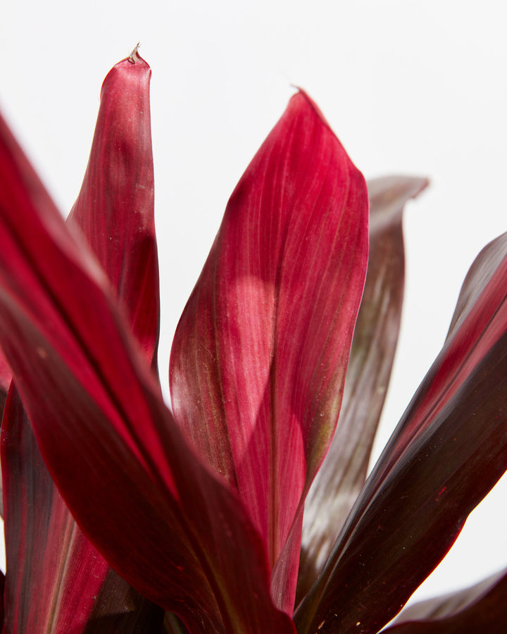 Cordyline Florida Flamingo, Lively Root, Plant, , , , 