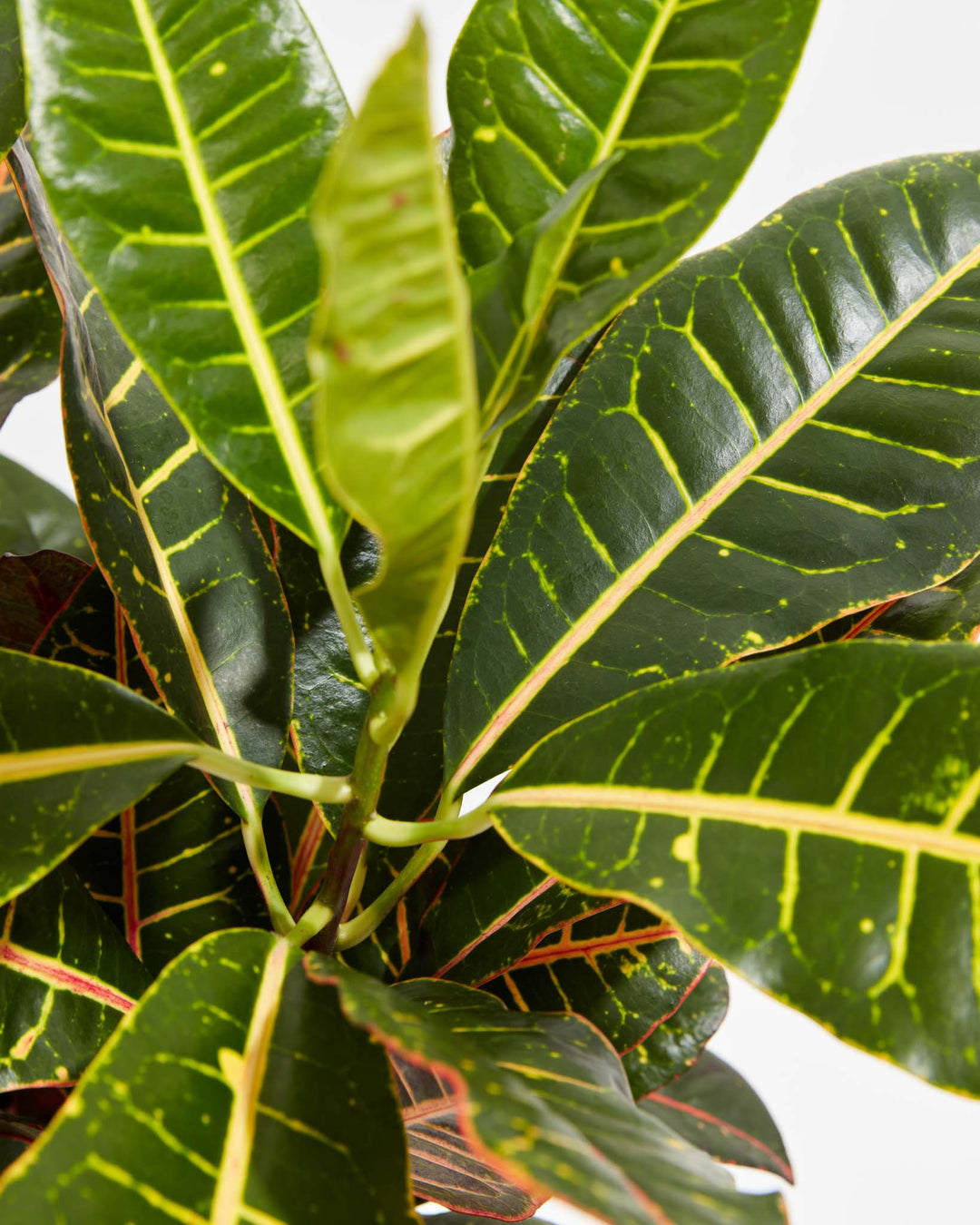best fertilizer croton plant Croton Petra Plant For Sale
