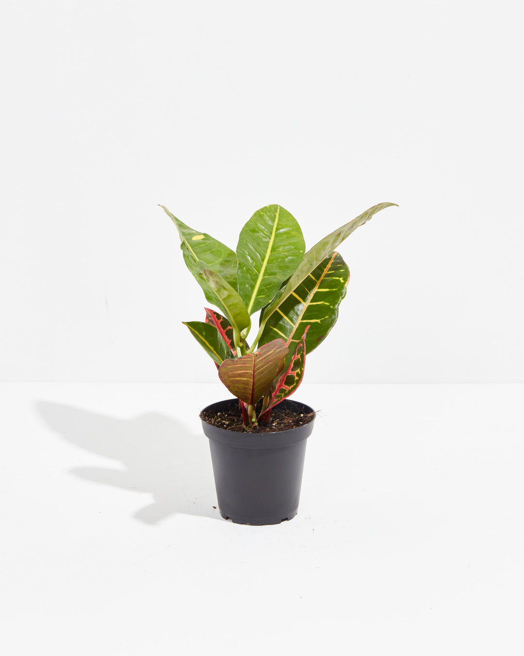 is croton petra an indoor plant Croton Petra Plant For Sale