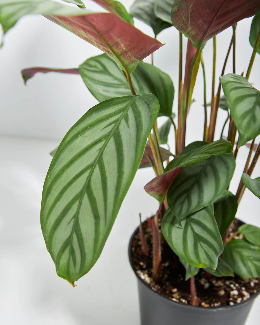 grey star prayer plant Ctenanthe Setosa for Sale: Striking Foliage for Your Oasis