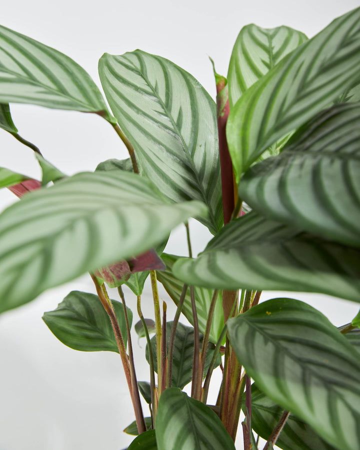 grey star prayer plant Ctenanthe Setosa for Sale: Striking Foliage for Your Oasis