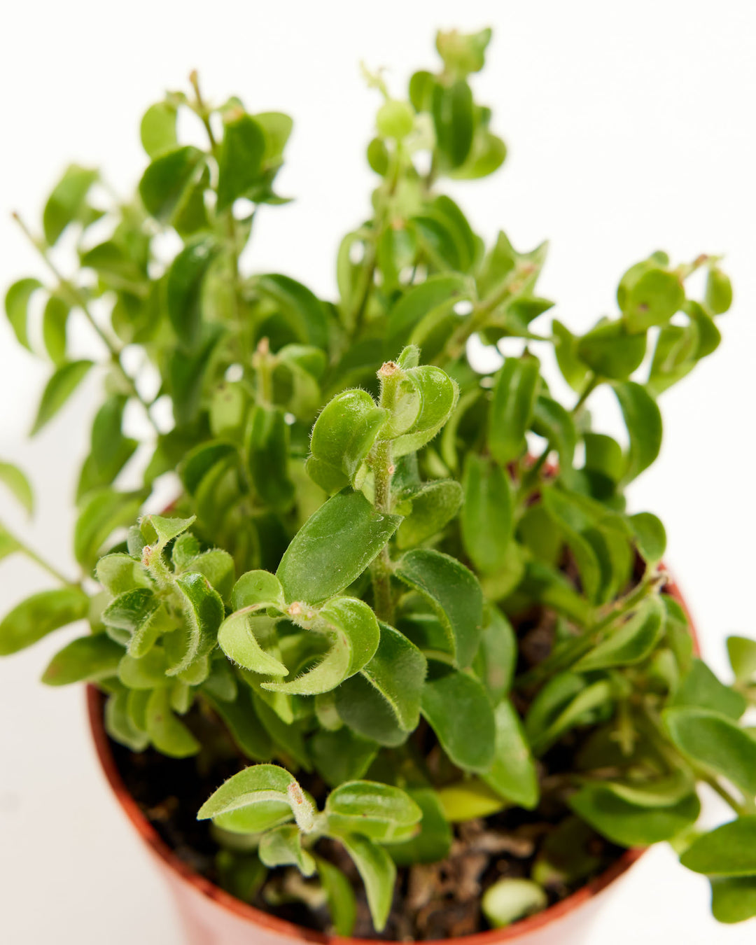 curly leaf house plant Curly Lipstick Plant | Lovely Plant