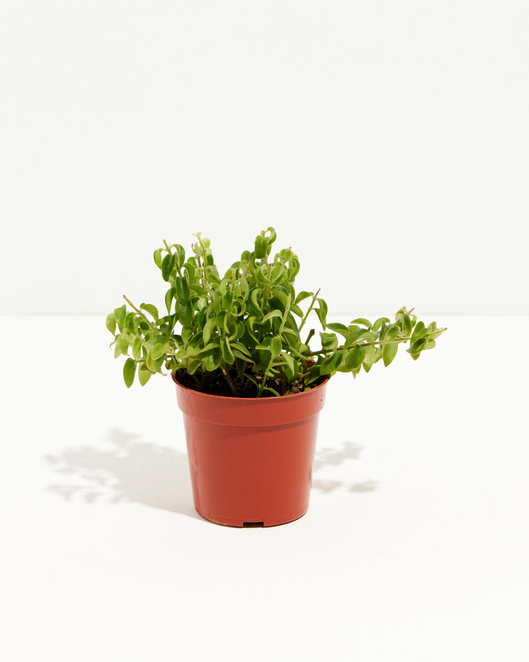 lipstick plant pot size Curly Lipstick Plant | Lovely Plant
