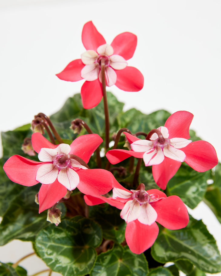 Djix Wine Cyclamen, Lively Root, Plant, , , , 