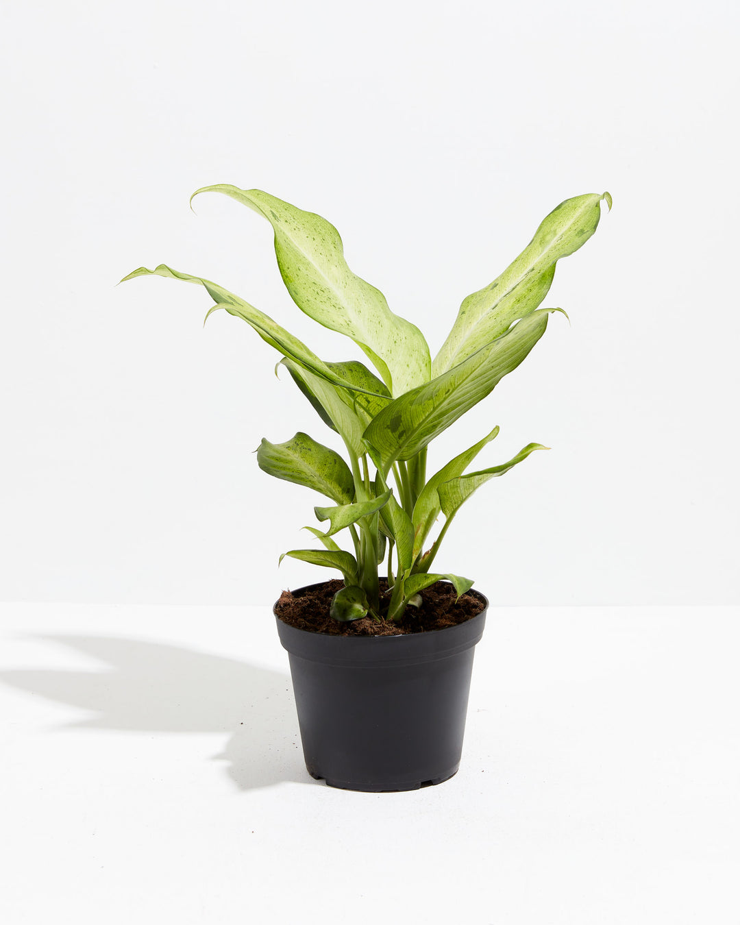 dieffenbachia camouflage height Dieffenbachia Camouflage | Indoor Plants