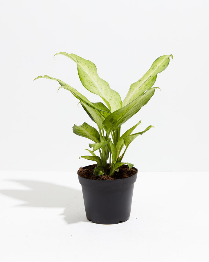 dieffenbachia inmultire Dieffenbachia Camouflage | Indoor Plants