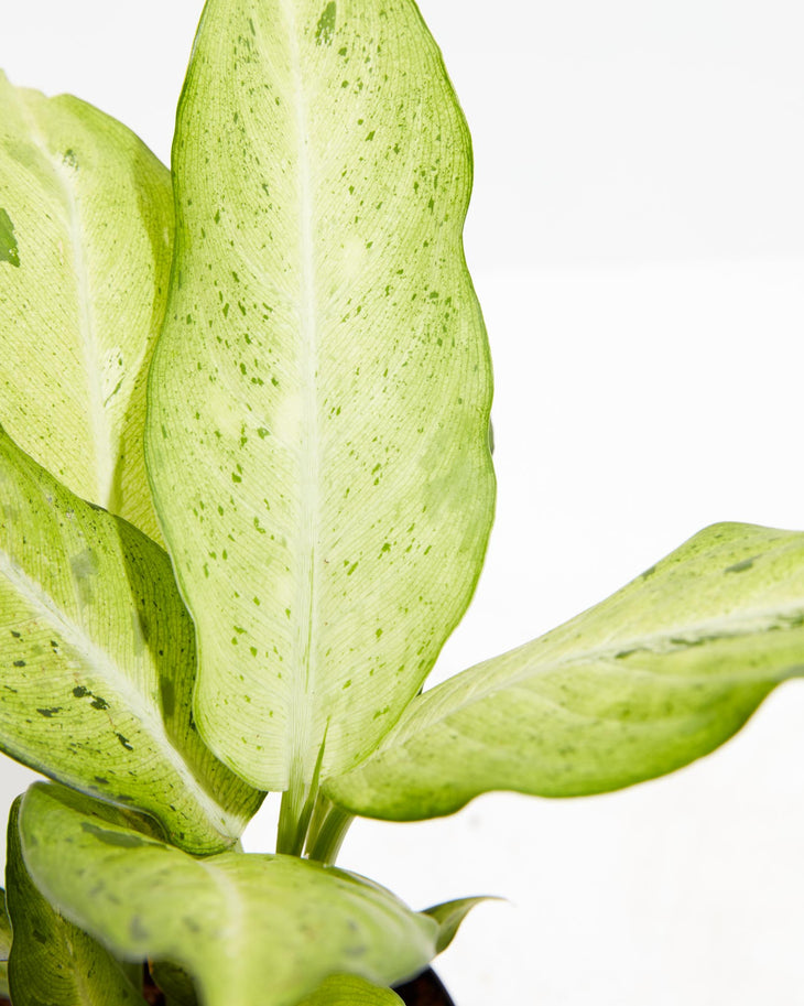 Dieffenbachia Camouflage, Lively Root, Plant, , , , 