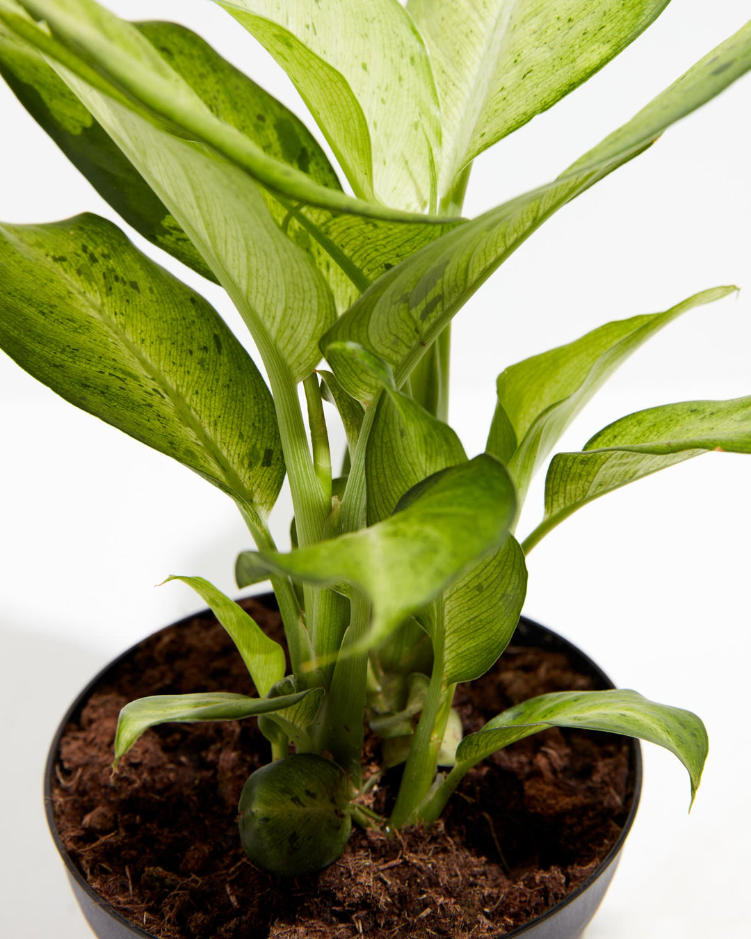 camo pothos Dieffenbachia Camouflage | Indoor Plants