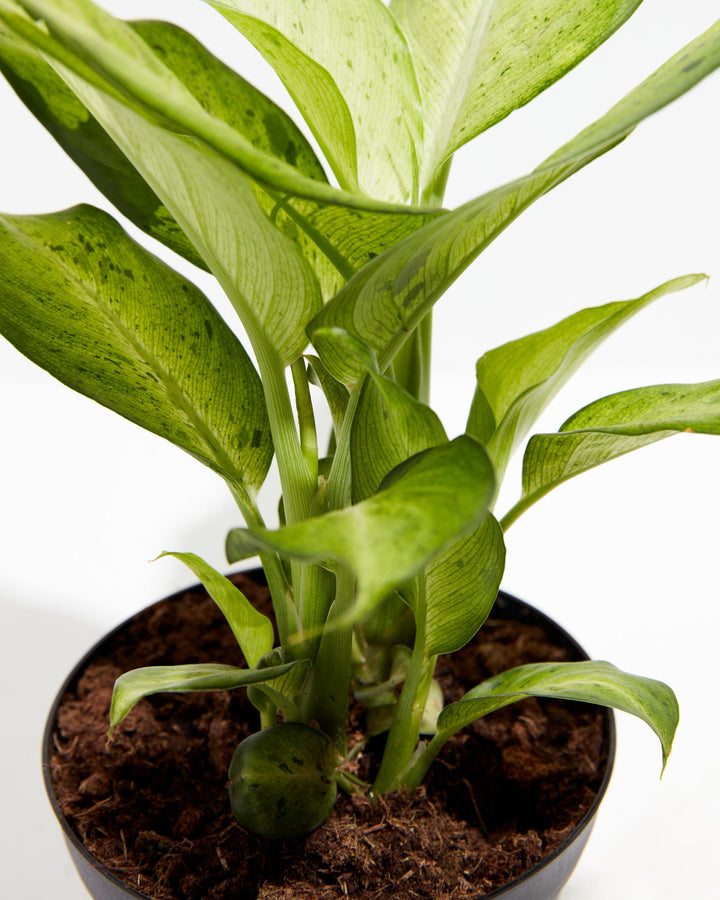 dieffenbachia 'camouflage' Dieffenbachia Camouflage | Indoor Plants