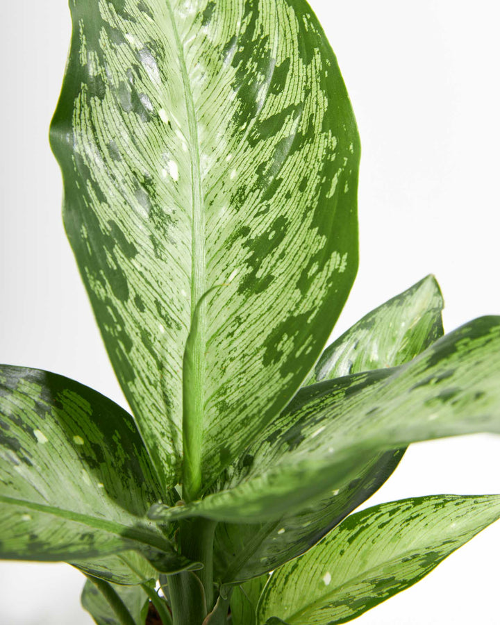 dieffenbachia memoria corsii toxic Dieffenbachia Memoria Corsii For Sale, Care & Growing Tips