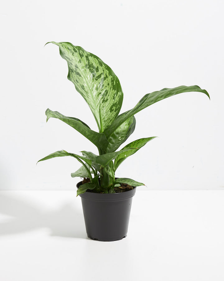 dieffenbachia parlatorei Dieffenbachia Memoria Corsii For Sale, Care & Growing Tips