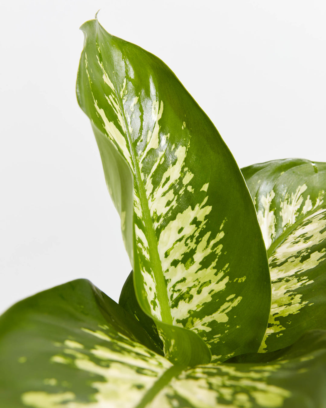 tropical snow dieffenbachia Dieffenbachia Tropic Snow For Sale, Care Guide, Growing Tips