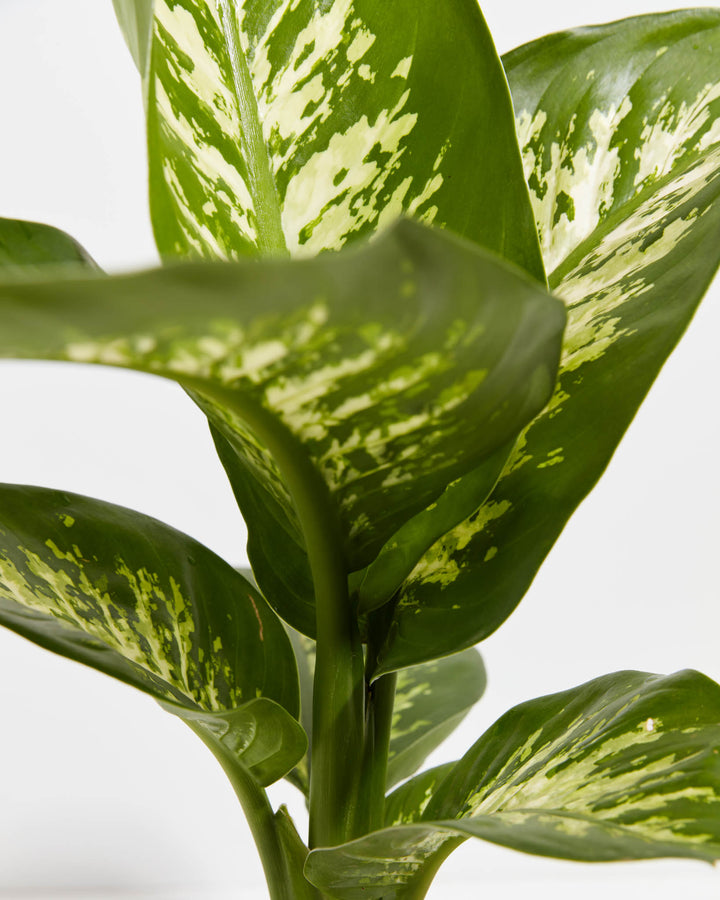 dieffenbachia near me Dieffenbachia Tropic Snow For Sale, Care Guide, Growing Tips