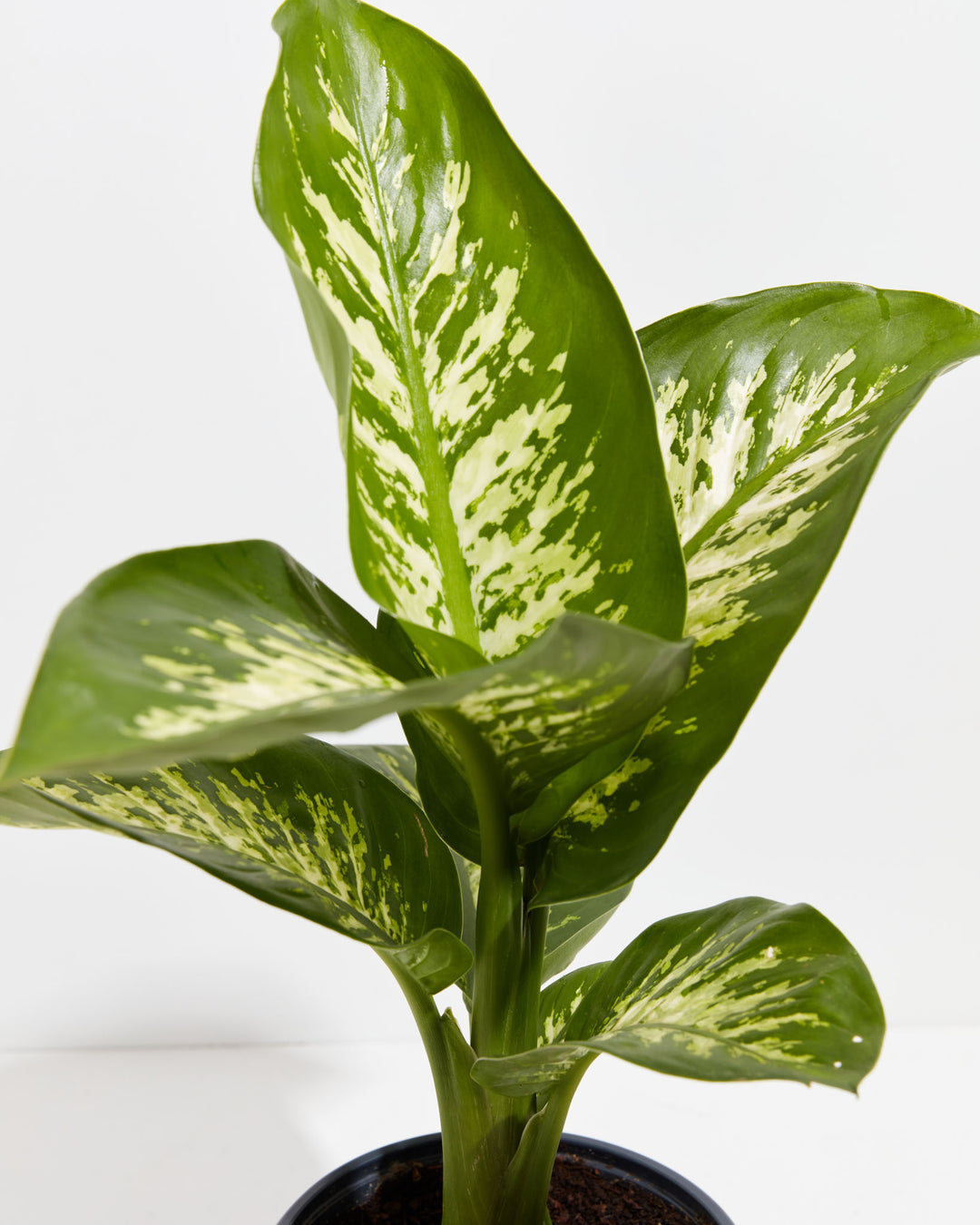 dieffenbachia amoena tropic snow vademecum Dieffenbachia Tropic Snow For Sale, Care Guide, Growing Tips