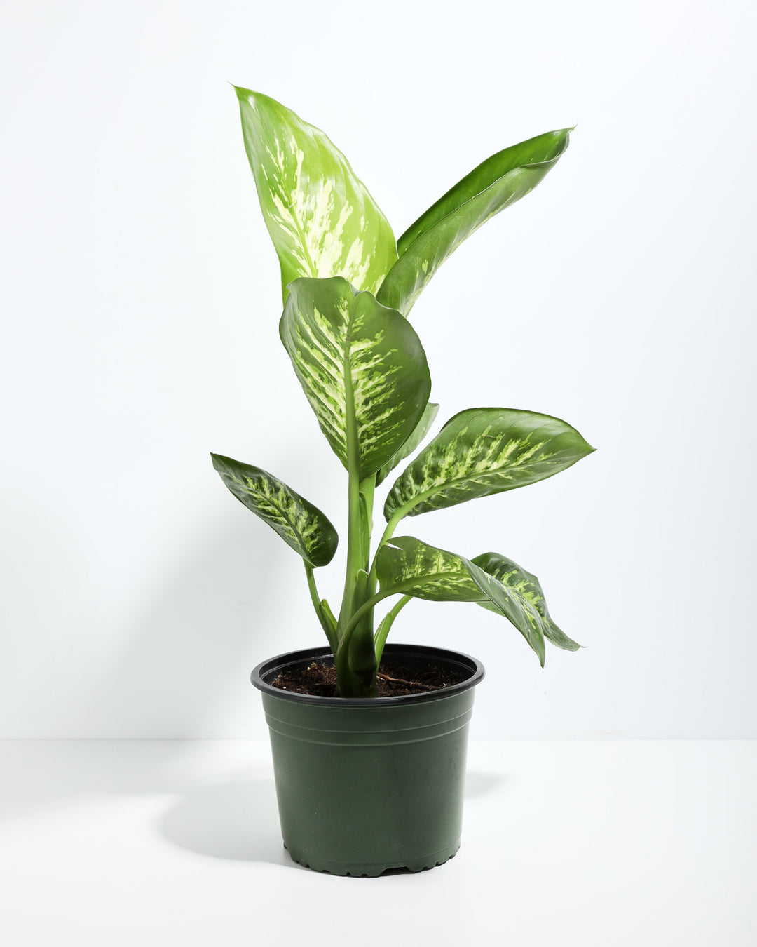 dieffenbachia emperor Dieffenbachia Tropic Snow For Sale, Care Guide, Growing Tips
