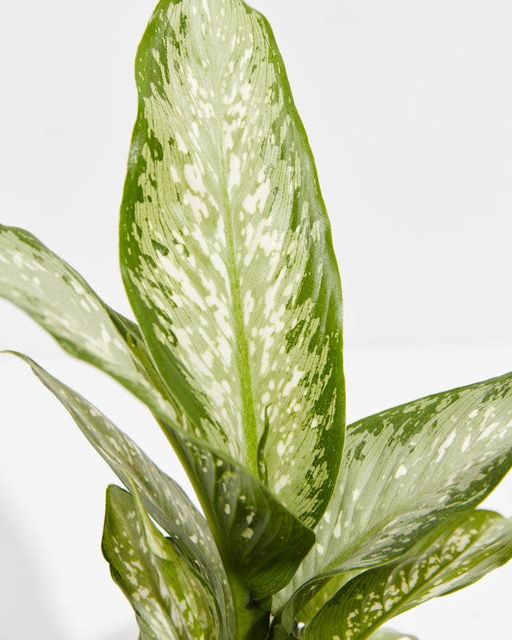 dieffenbachia memoria Dieffenbachia Memoria Corsii For Sale, Care & Growing Tips