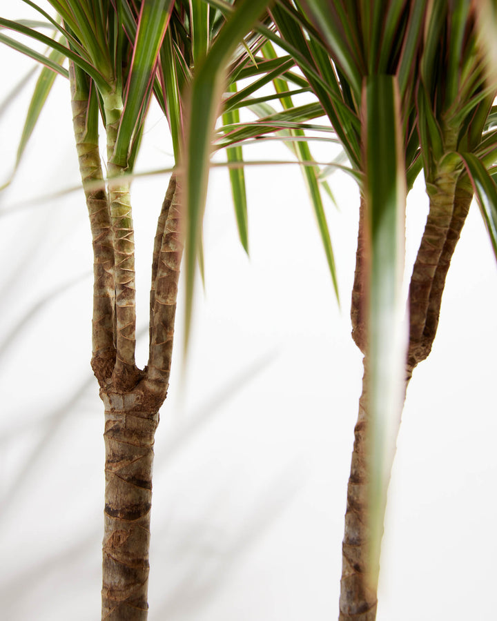 dracaena bicolor outdoor Dracaena Bicolor Cane | Indoor Plants