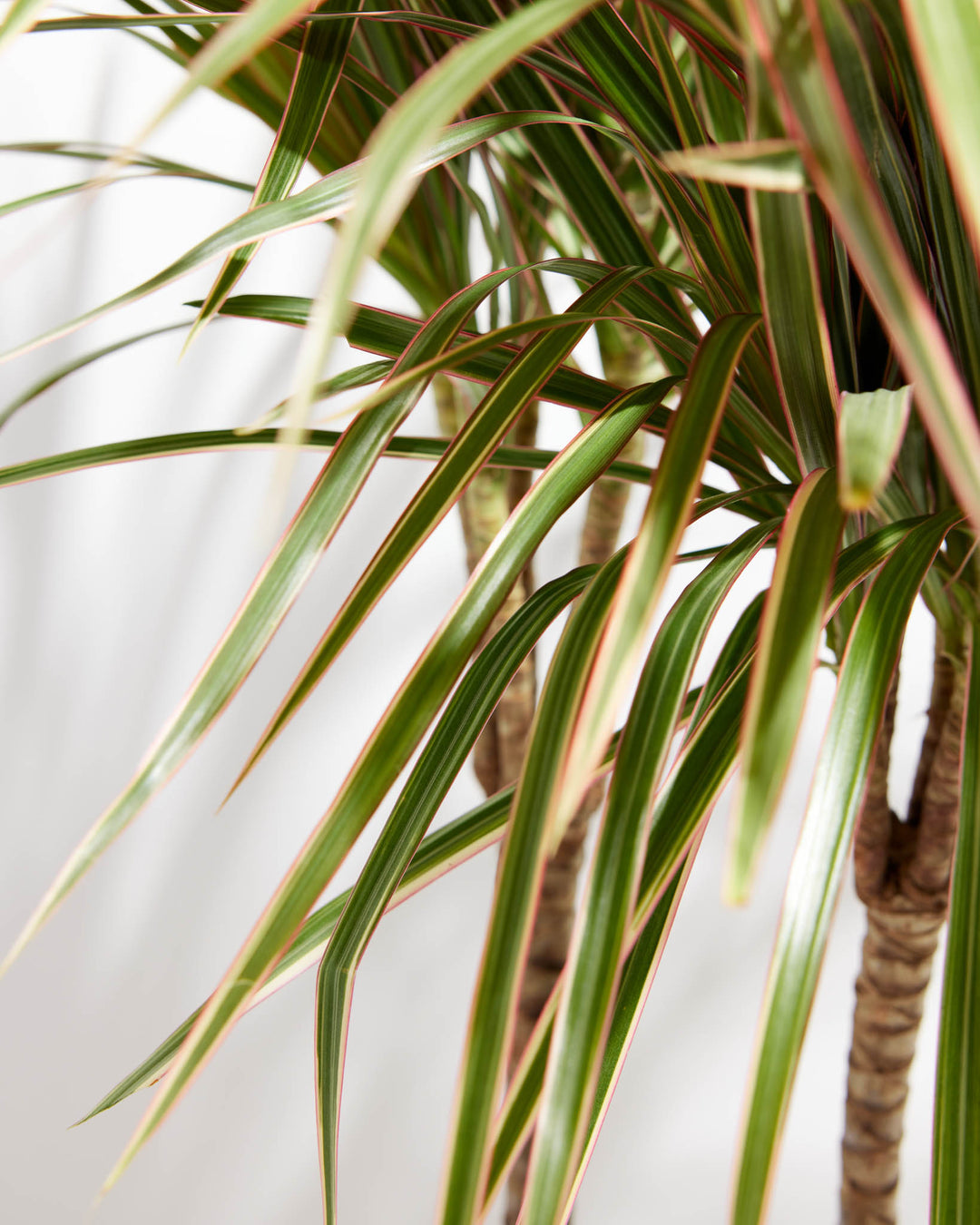 himalaya mix plant dracaena Dracaena Bicolor Cane | Indoor Plants