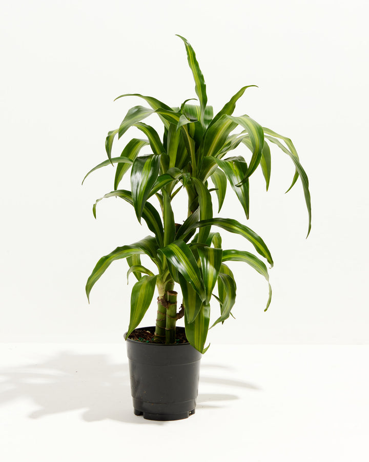 dracaena massangeana dogs Dracaena Cane Massangeana | Cane Plant