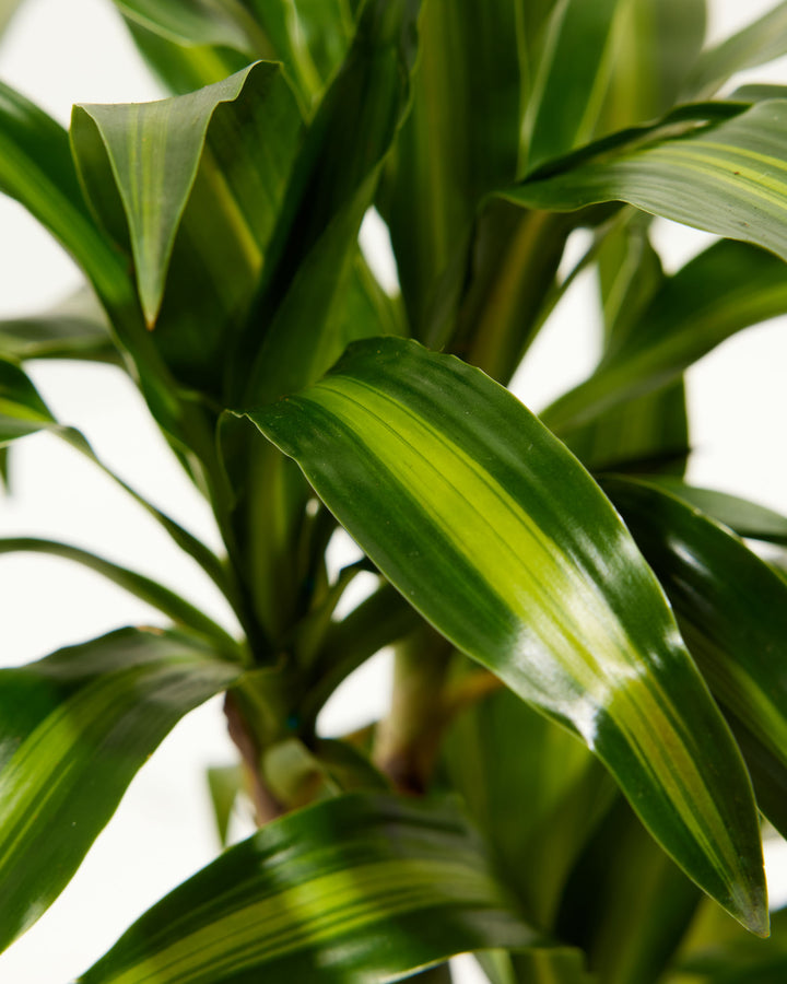 dracaena carmen cane Cane Massangeana Dragon Plant (Dracaena)