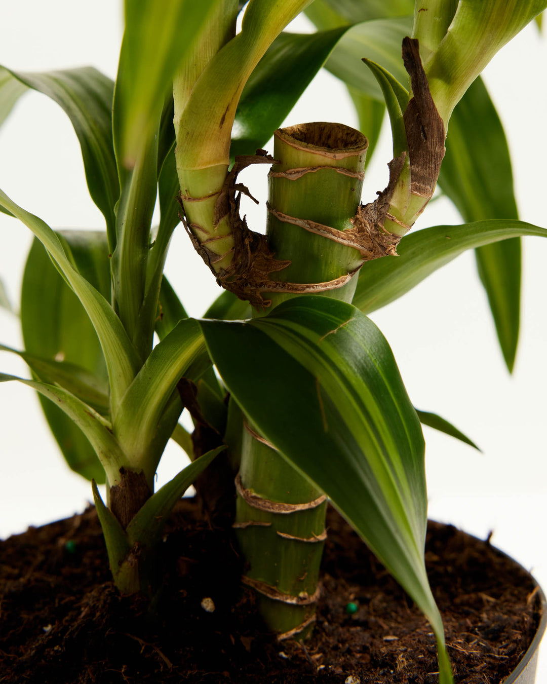 jumbo dracaena cane Dracaena Cane Massangeana | Cane Plant