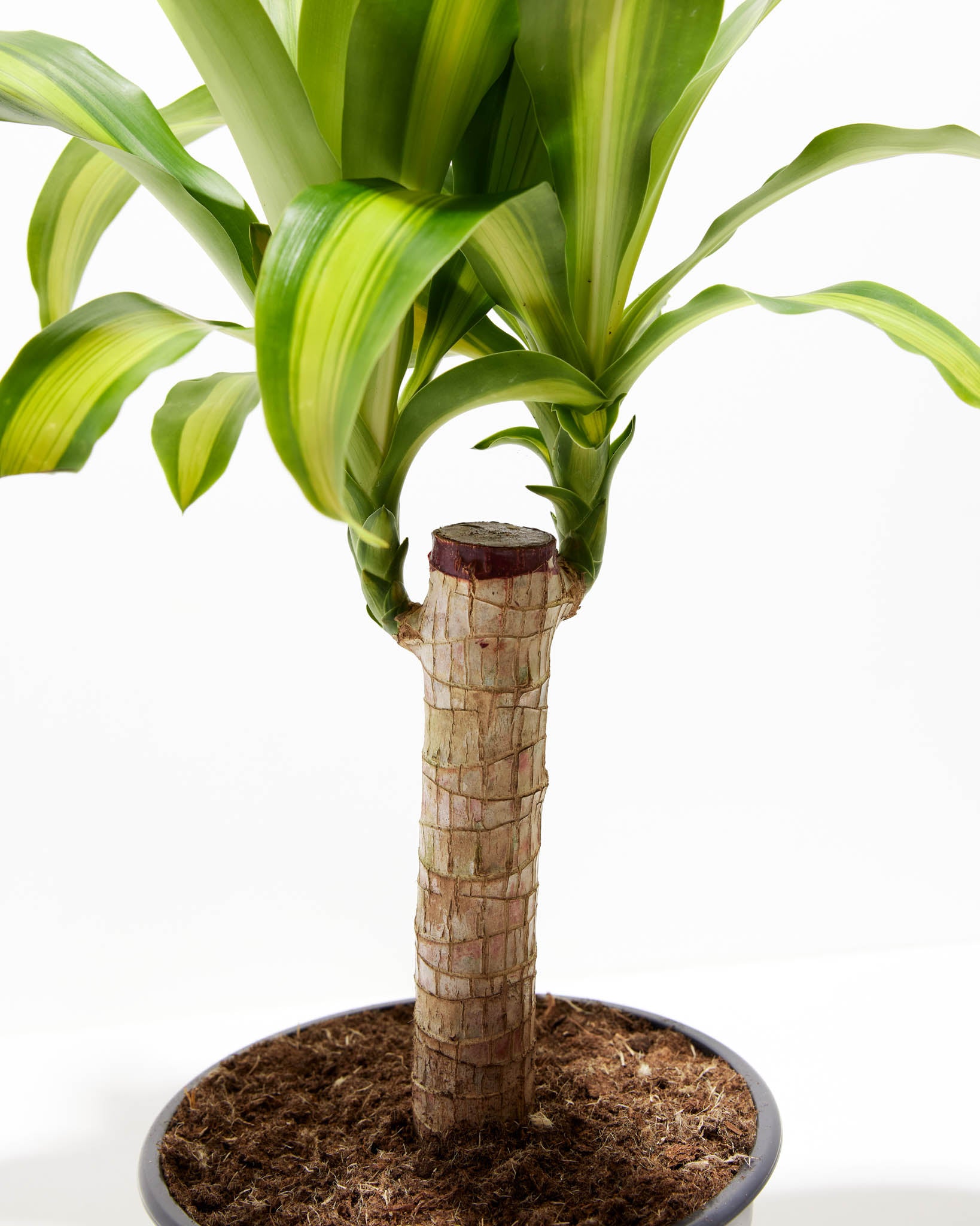 Kane Tree Dracaena Cane Massangeana | Cane Plant | Lively Root