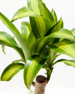 Cane Massangeana Dragon Plant (Dracaena) Featured Image