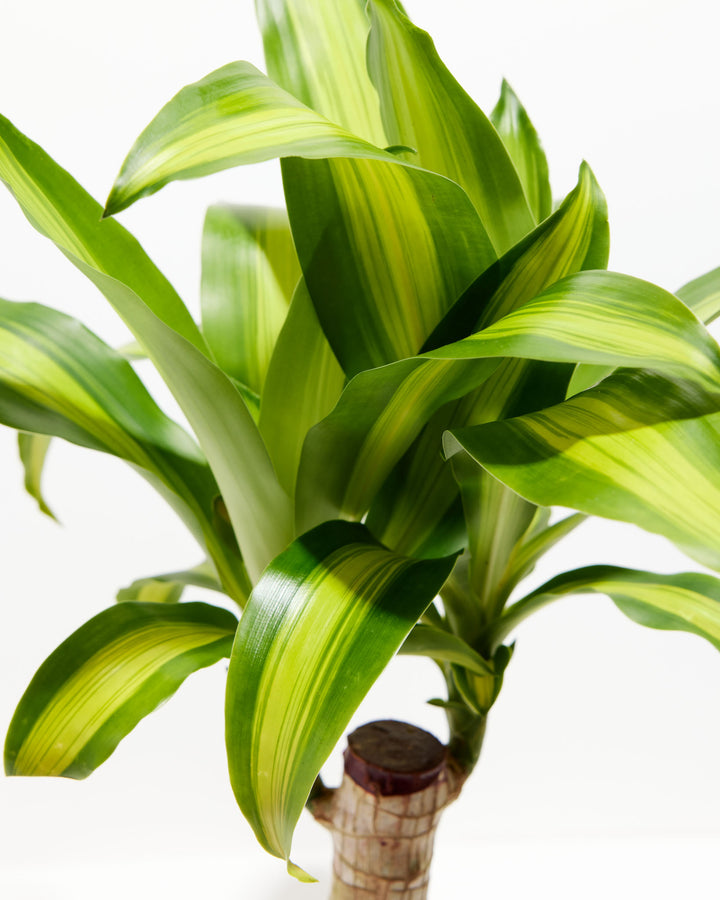 dracaena massangeana pet safe Dracaena Cane Massangeana | Cane Plant