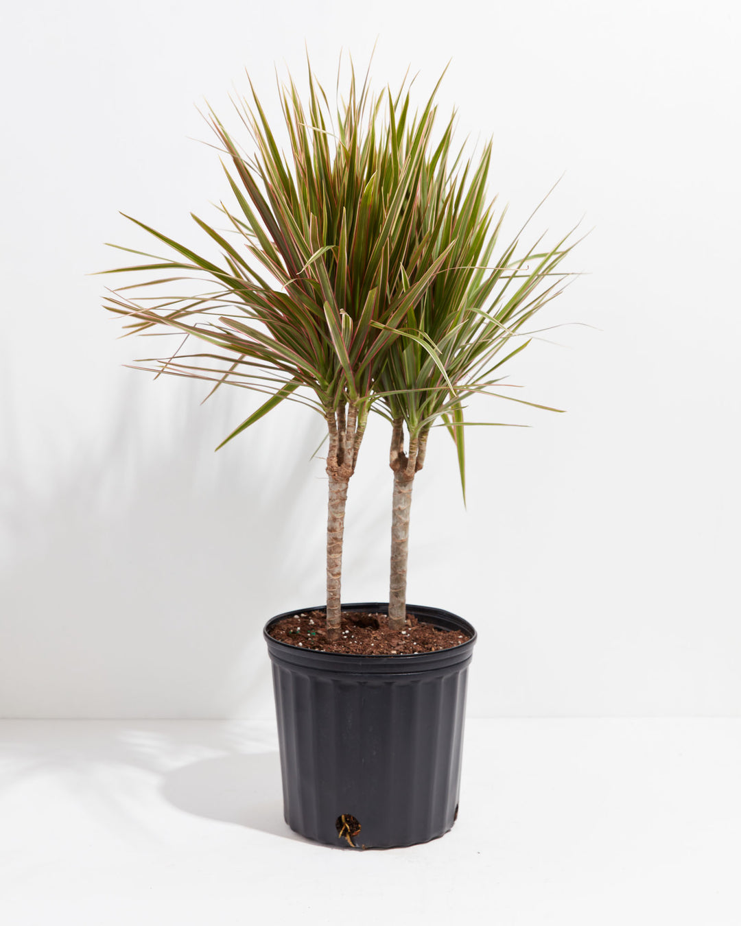Colorama Cane Dragon Plant (Dracaena), Lively Root, Plant, Size, Extra Large, , 