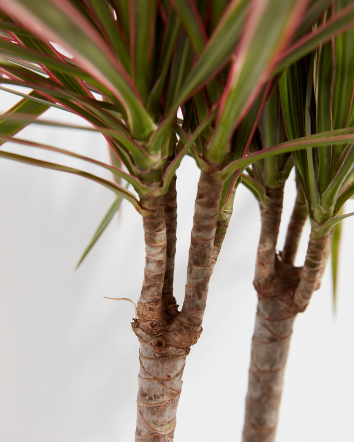 Colorama Cane Dragon Plant (Dracaena), Lively Root, Plant, , , , 