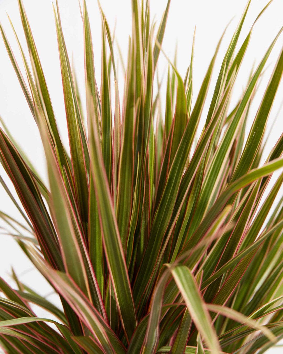 Colorama Cane Dragon Plant (Dracaena), Lively Root, Plant, , , , 