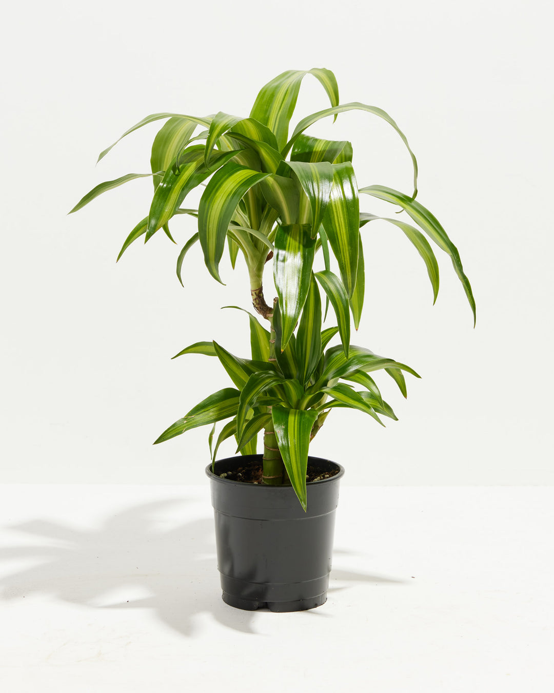 dracaena hawaiian cane Dracaena Warneckii Hawaiian Sunshine For Sale & Care Guide