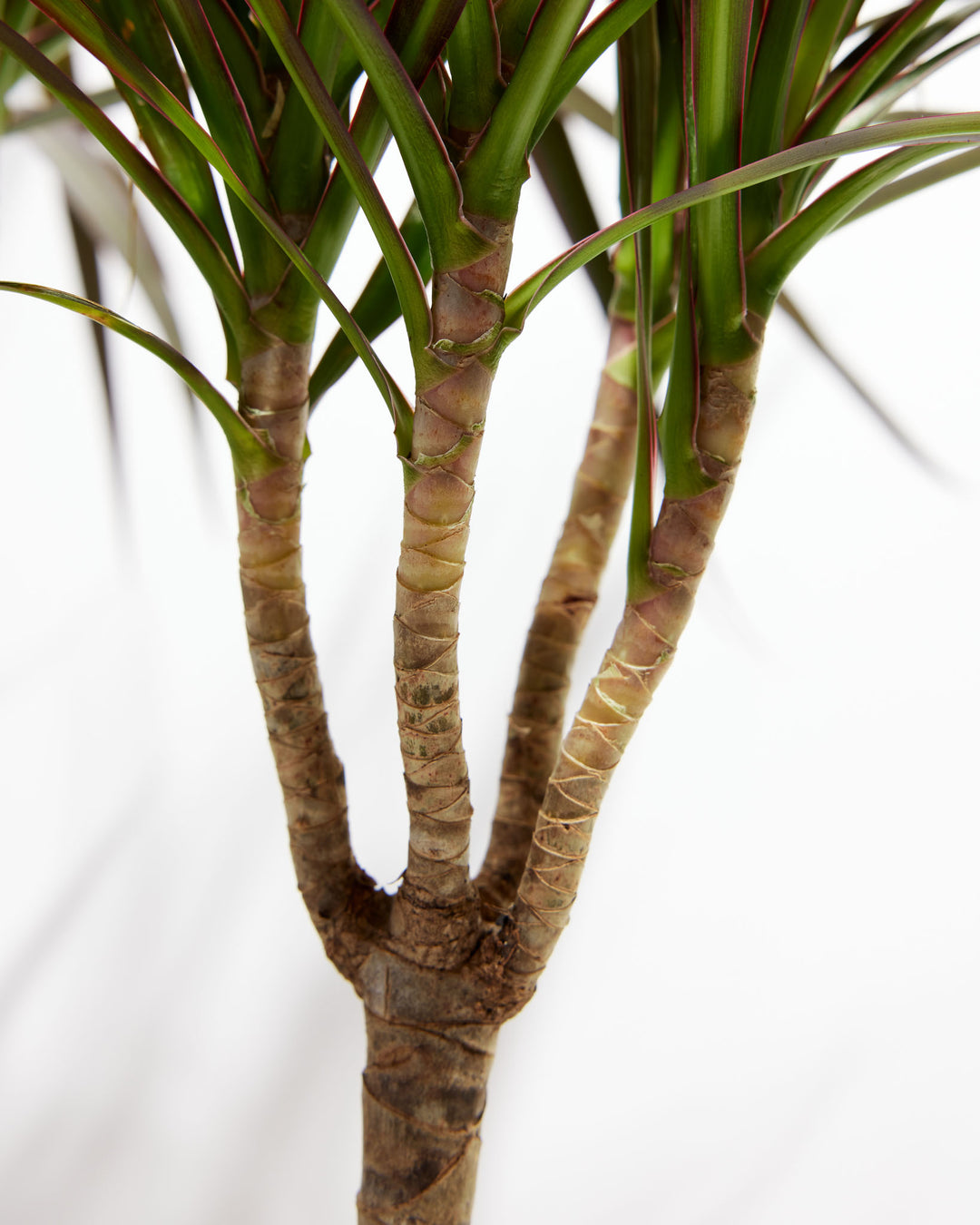 dracaena santa rosa Dracaena Cane Magenta For Sale Including Care Guide