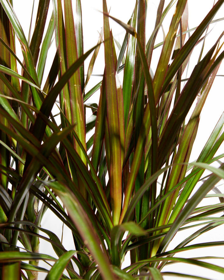 dracaena magenta cuidados Dracaena Cane Magenta For Sale Including Care Guide