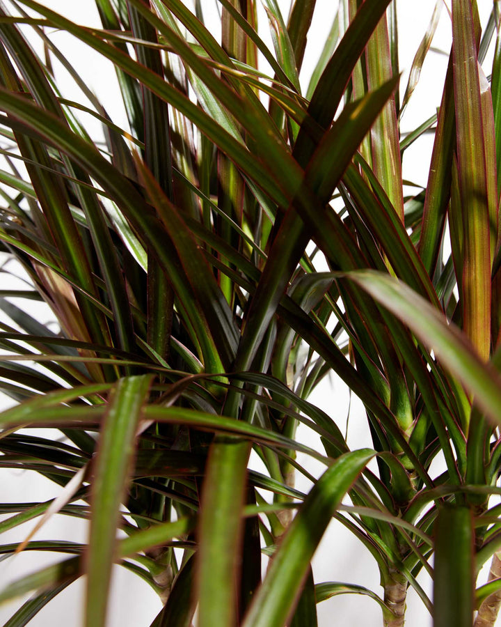 dracaena with purple leaves Dracaena Cane Magenta For Sale Including Care Guide