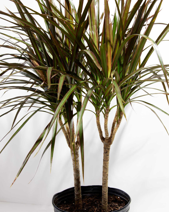 magenta dracaena plant care Dracaena Cane Magenta For Sale Including Care Guide