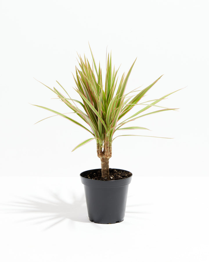 Colorama Cane Dragon Plant (Dracaena), Lively Root, Plant, Size, Small, , 