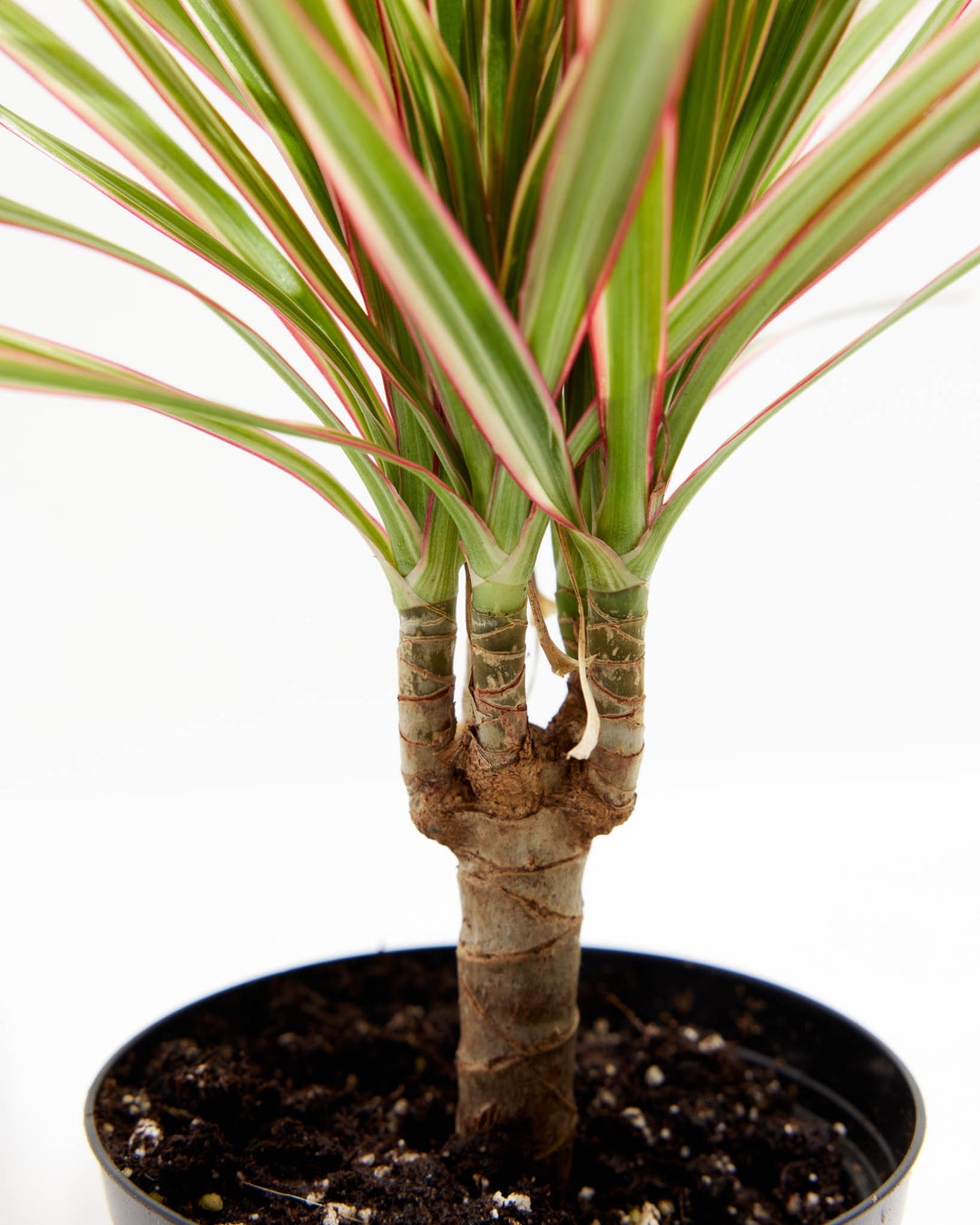 Colorama Cane Dragon Plant (Dracaena), Lively Root, Plant, , , , 