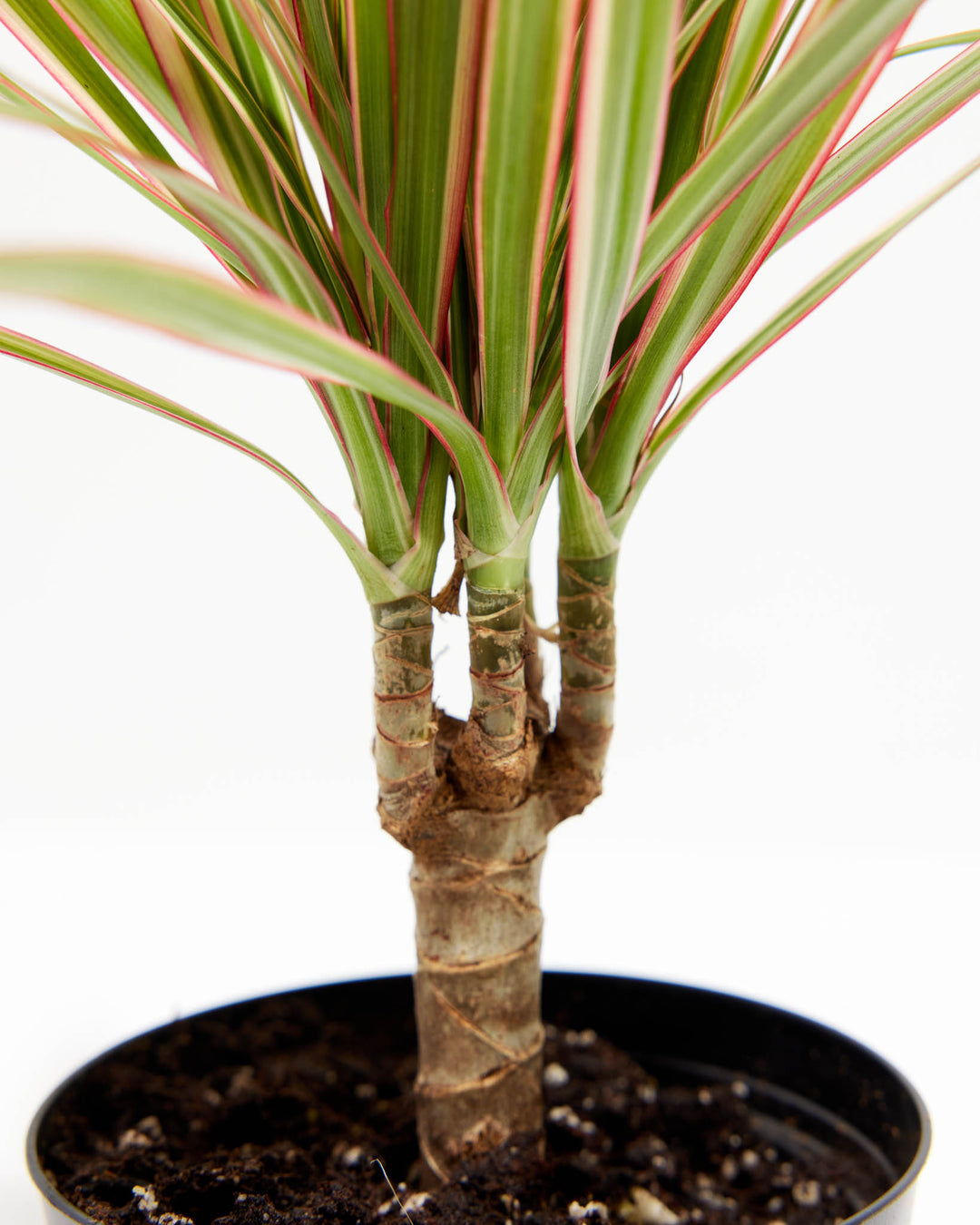 Colorama Cane Dragon Plant (Dracaena), Lively Root, Plant, , , , 