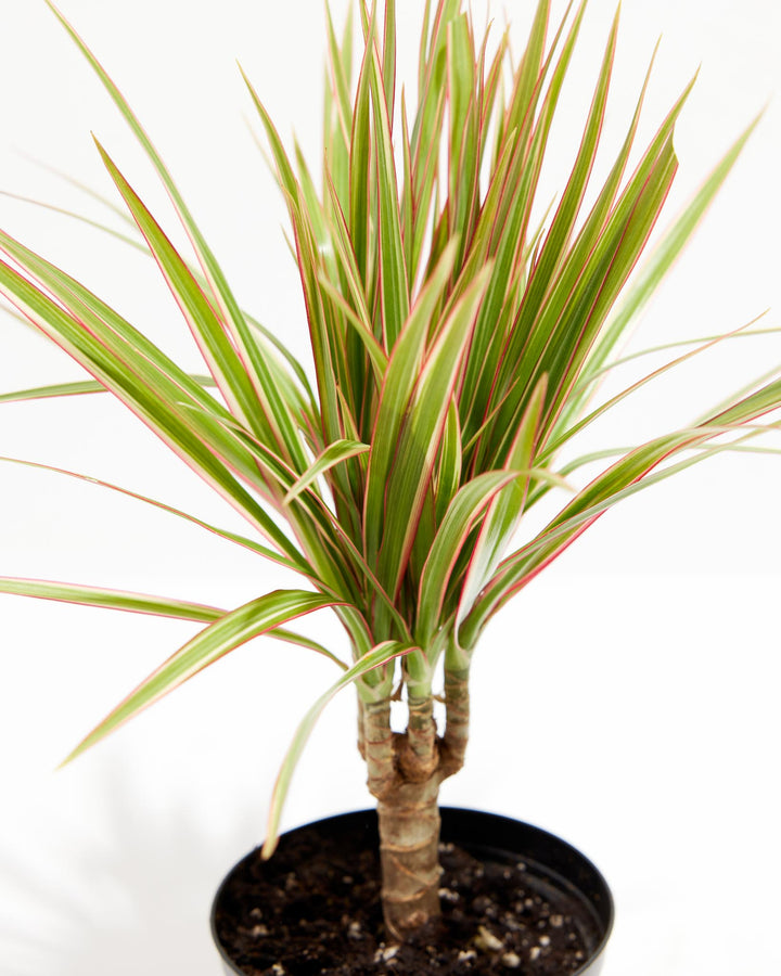 Colorama Cane Dragon Plant (Dracaena), Lively Root, Plant, , , , 