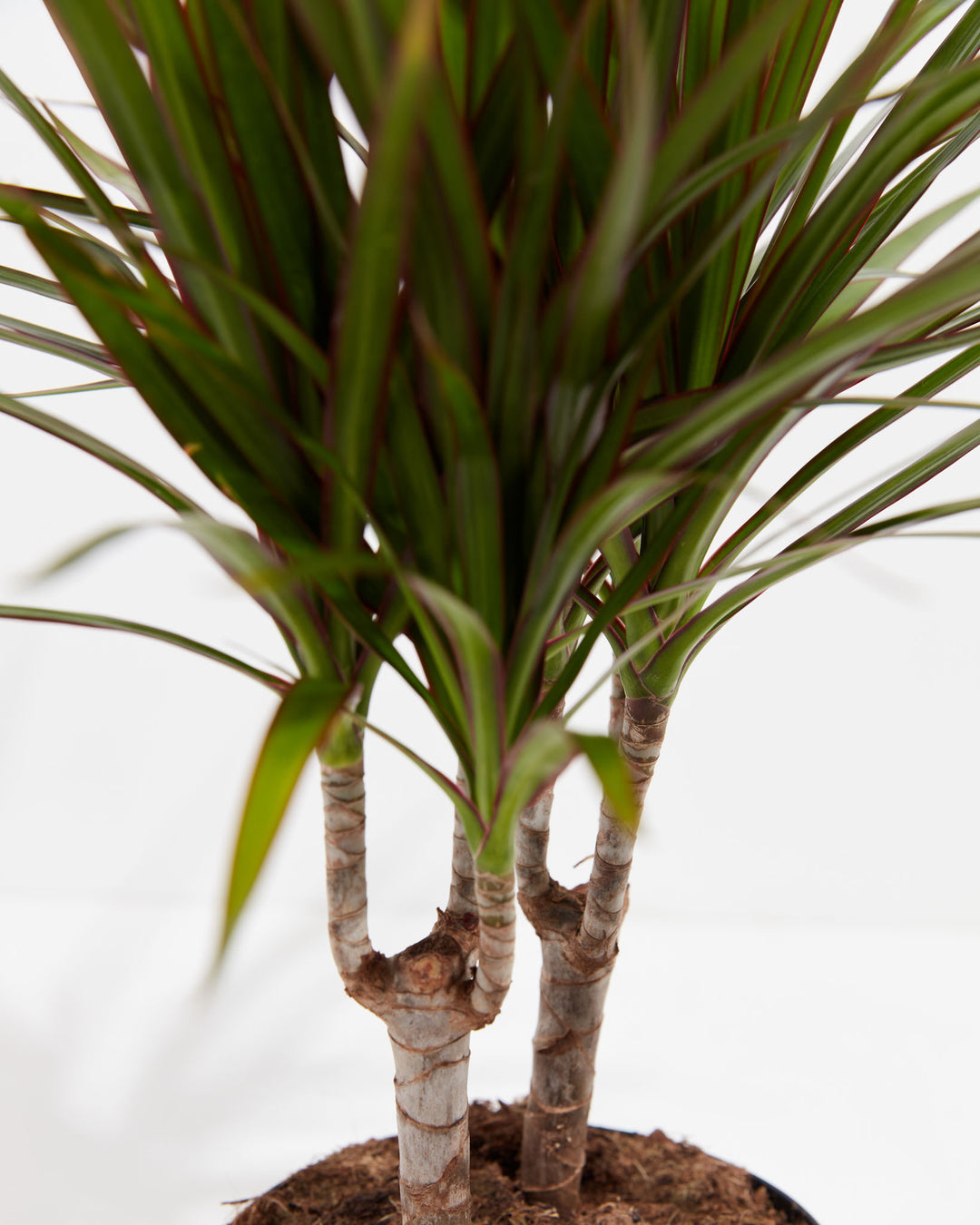 dracaena marginata health benefits Dracaena Marginata For Sale (Dragon Tree) With Care Guide