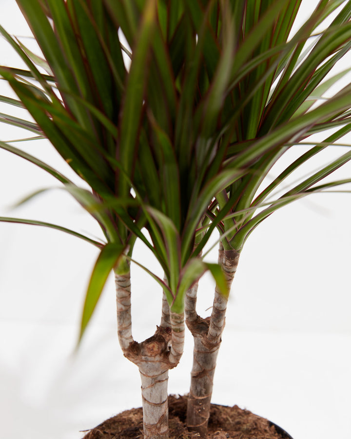 dracaena marginata feng shui Dracaena Marginata (Dragon Tree Plant)