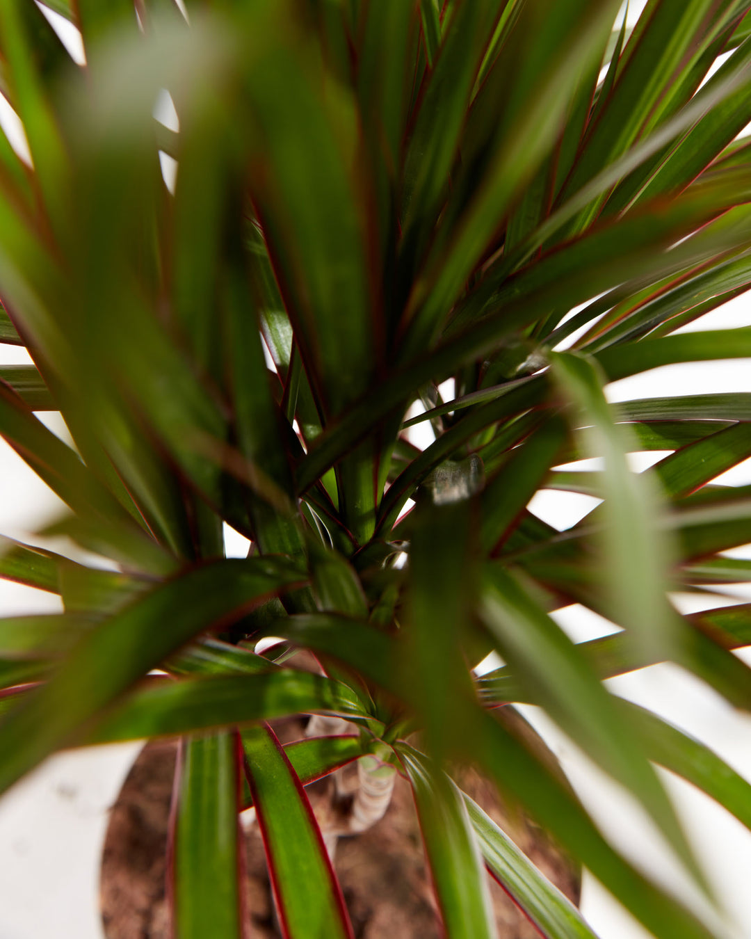 red edged dracaena marginata Dracaena Marginata For Sale (Dragon Tree) With Care Guide