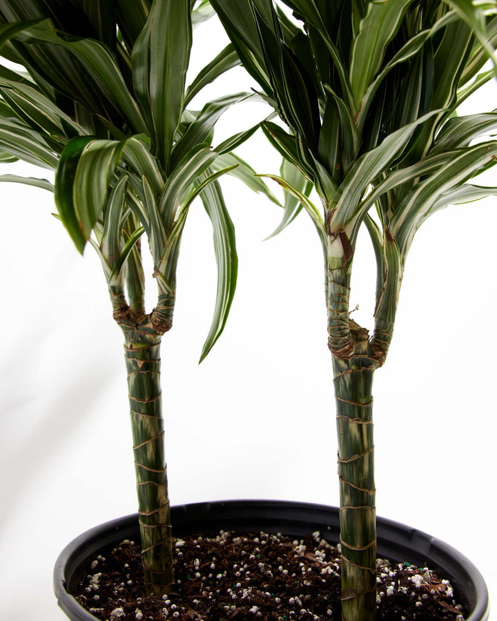 dracaena deremensis white stripe White Striped Dracaena (Dragon Tree)