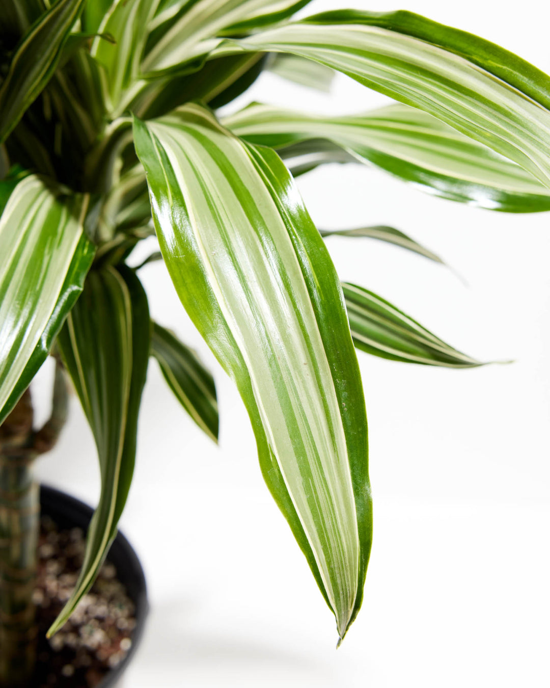 striped dracaena Striped Dracaena For Sale, Including Care Guide