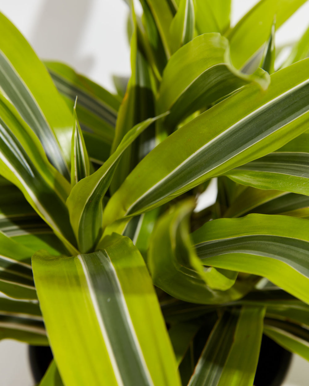 dracaena lemon Dracaena Warneckii Lemon Lime For Sale Including Care Guide